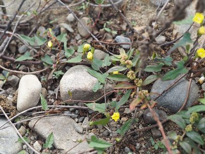 Merremia hederacea, photographed by 葉子