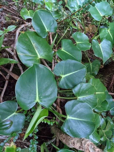 Philodendron crassispathum, photographed by Trevor Van Loon