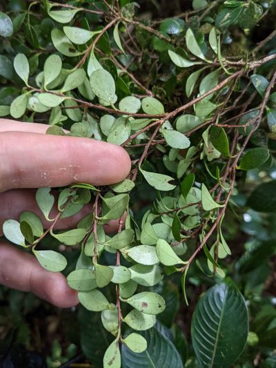 Gonocalyx pterocarpus, photographed by Trevor Van Loon