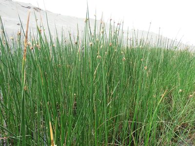 Schoenoplectus americanus, photographed by cstobie