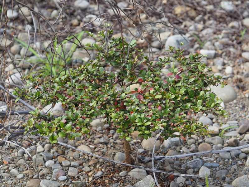 Terminalia mantaly, photographed by 葉子