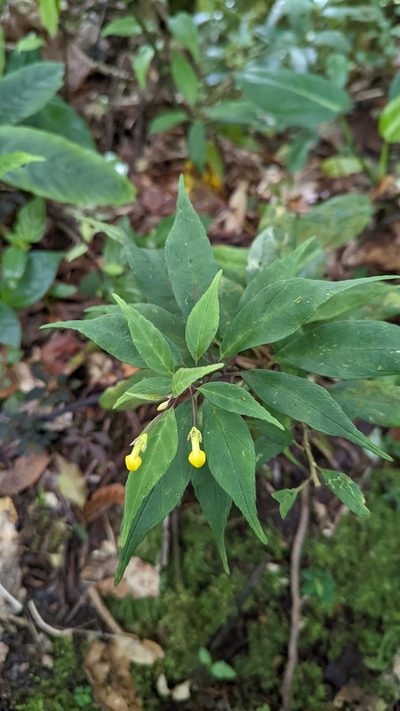 Burmeistera parviflora, photographed by Trevor Van Loon
