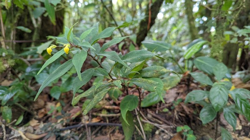 Burmeistera parviflora, photographed by Trevor Van Loon