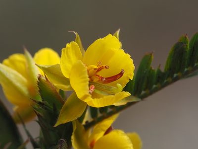 Chamaecrista leschenaultiana, photographed by 葉子