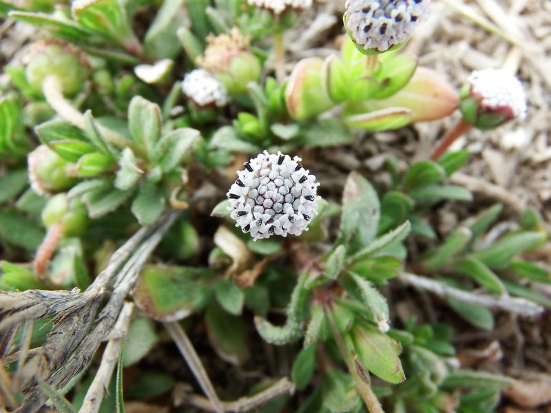 Spilanthes leiocarpa, photographed by cstobie