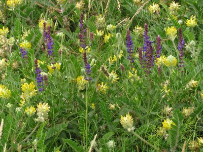 Astragalus dasyanthus, photographed by Oleksii Vasyliuk