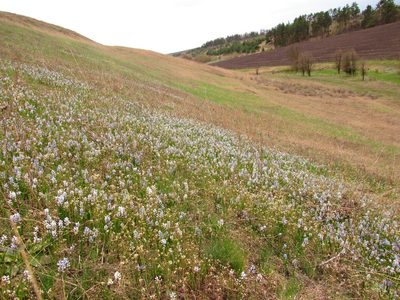 Hyacinthella leucophaea, photographed by Oleksii Vasyliuk