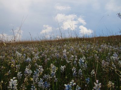 Hyacinthella leucophaea, photographed by Oleksii Vasyliuk