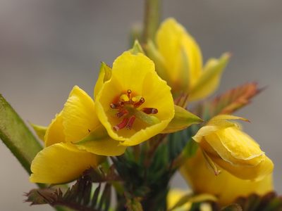 Chamaecrista leschenaultiana, photographed by 葉子