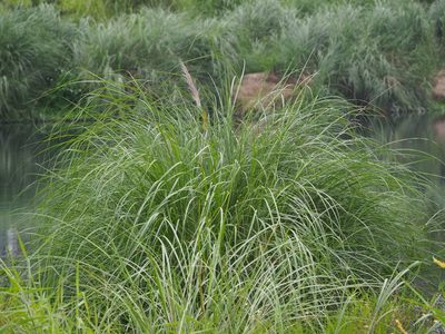 Saccharum spontaneum, photographed by 葉子