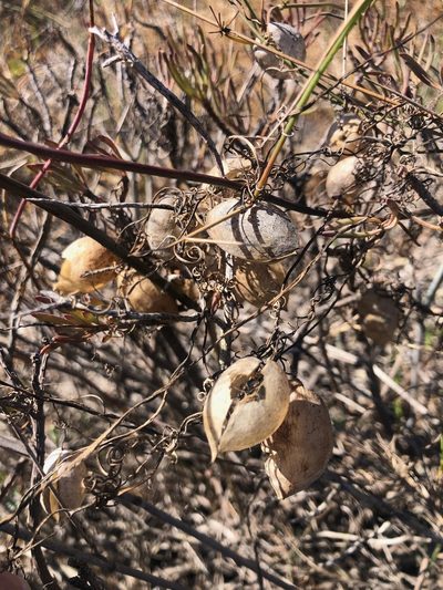 Cysticapnos vesicaria, photographed by Charleen Brunke