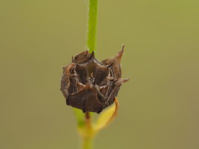 Sida acuta, photographed by 葉子