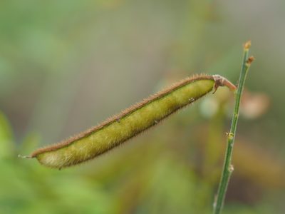 Tephrosia noctiflora, photographed by 葉子