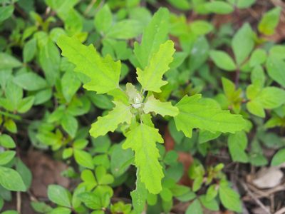 Chenopodium ficifolium, photographed by 葉子