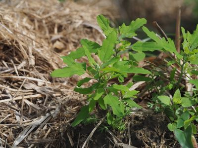 Chenopodium ficifolium, photographed by 葉子