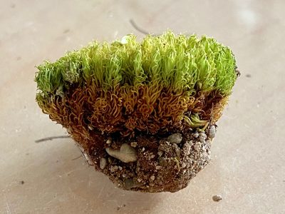 Tortella inclinata, photographed by Eva-Maria