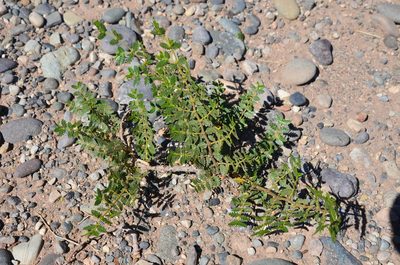 Larrea nitida, photographed by Lauu