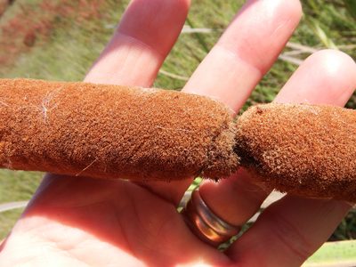 Typha angustifolia, photographed by cstobie