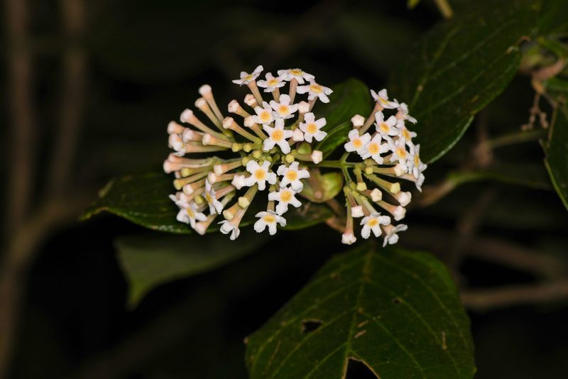 Rogiera amoena, photographed by Trevor Van Loon