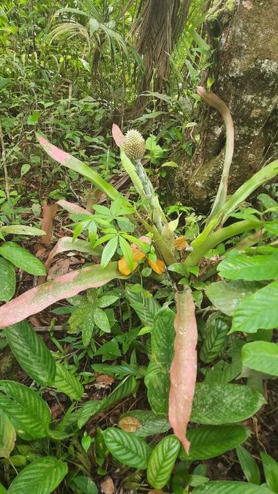 Aechmea pectinata, photographed by Carlos Henrique Russi