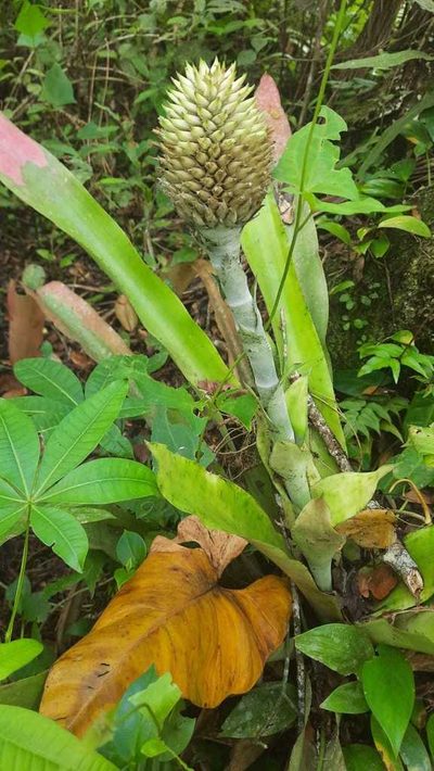 Aechmea pectinata, photographed by Carlos Henrique Russi