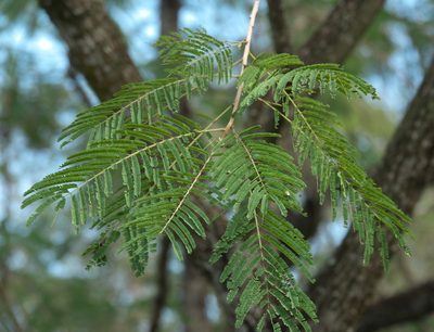 Leucaena pulverulenta, photographed by Robert Webster