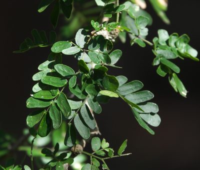 Ebenopsis ebano, photographed by Robert Webster