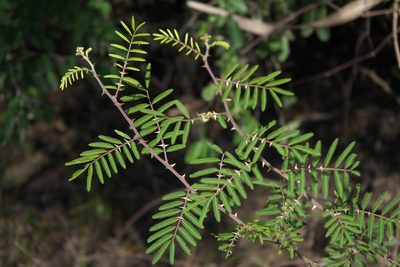 Mimosa berlandieri, photographed by Robert Webster