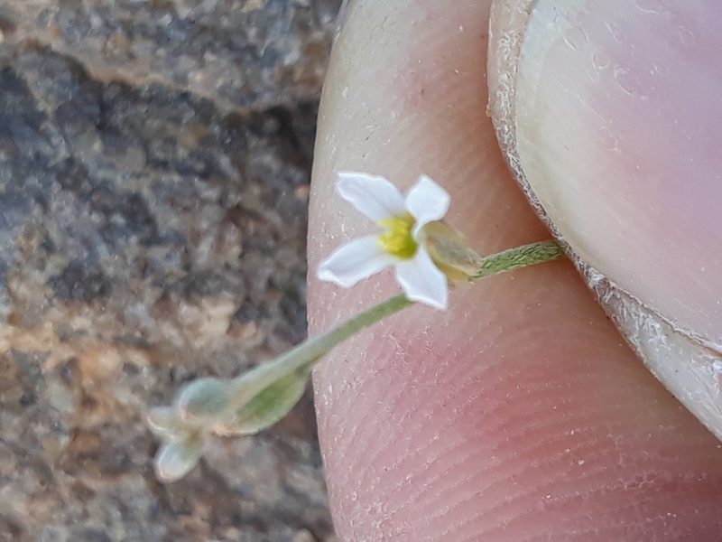Farsetia stylosa, photographed by Karim Haddad
