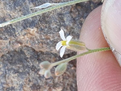 Farsetia stylosa, photographed by Karim Haddad
