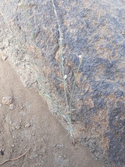 Farsetia stylosa, photographed by Karim Haddad
