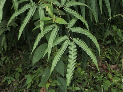 Gleichenella pectinata