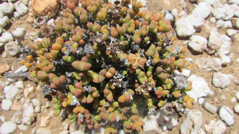 Octopoma octojuge, photographed by James Deacon