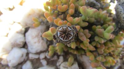 Octopoma octojuge, photographed by James Deacon
