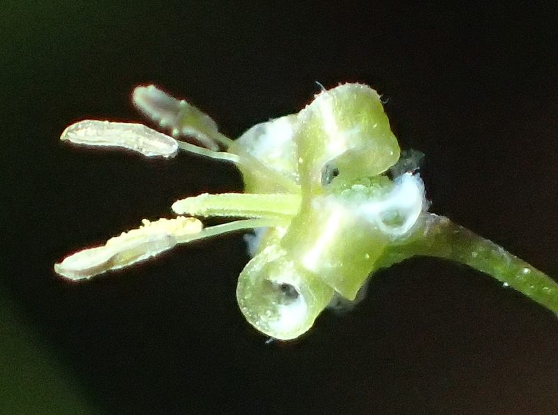 Galopina circaeoides, photographed by Nicola van Berkel
