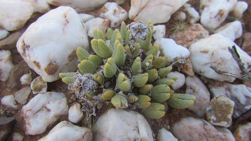 Antimima biformis, photographed by James Deacon
