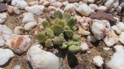 Antimima biformis, photographed by James Deacon