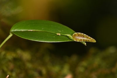 Stelis carpinterae, photographed by Trevor Van Loon