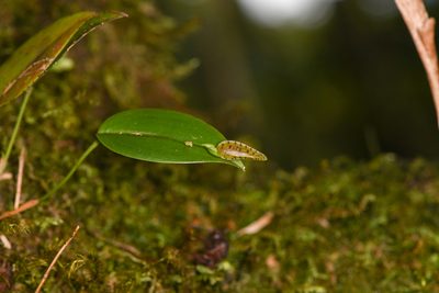 Stelis carpinterae, photographed by Trevor Van Loon