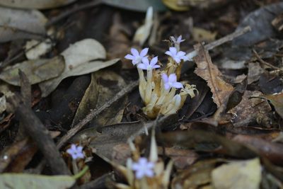 Voyria caerulea, photographed by B. Phalan