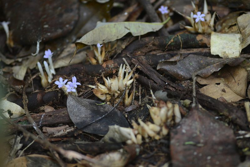 Voyria caerulea, photographed by B. Phalan