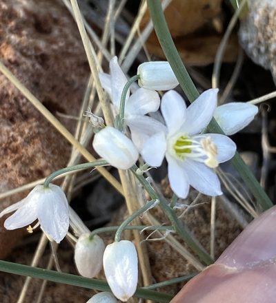 Battandiera stapffii, photographed by Dave U
