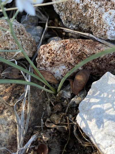 Battandiera stapffii, photographed by Dave U