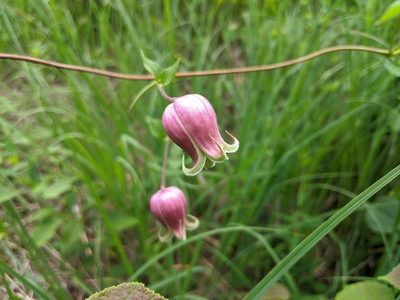 Clematis viorna, photographed by Elias