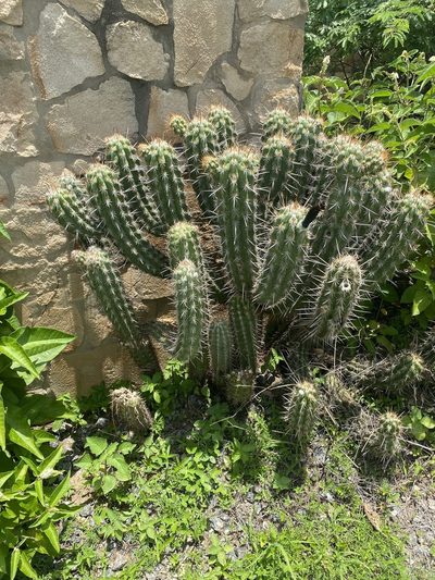 Xiquexique gounellei, photographed by Tim Hirsch