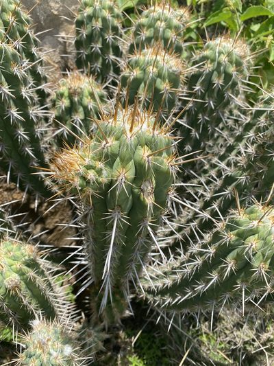 Xiquexique gounellei, photographed by Tim Hirsch