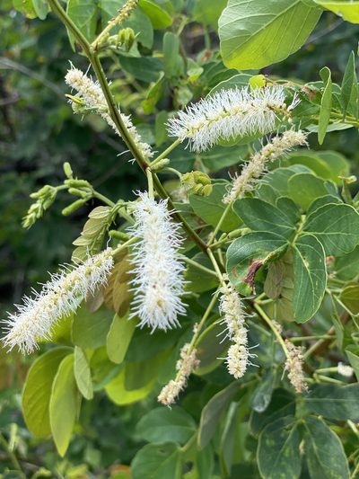 Mimosa caesalpiniifolia, photographed by Tim Hirsch
