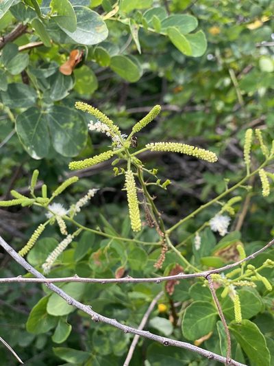 Mimosa caesalpiniifolia, photographed by Tim Hirsch