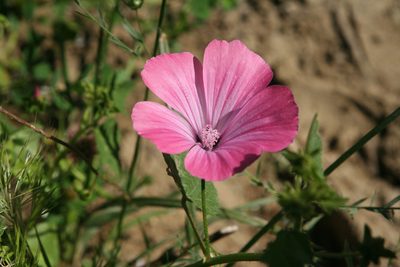 Malva trimestris, photographed by Oleg Kosterin