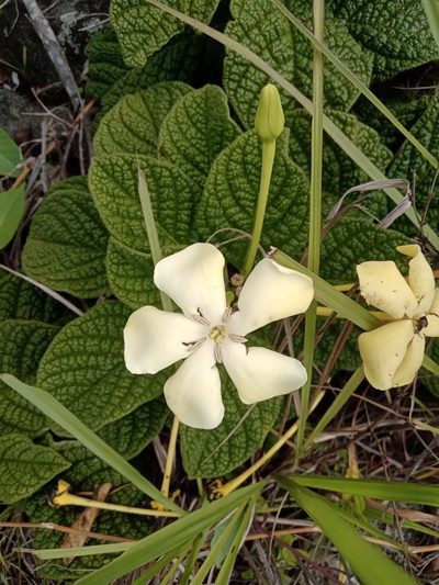 Tocoyena bullata, photographed by Lucas Rodrigues